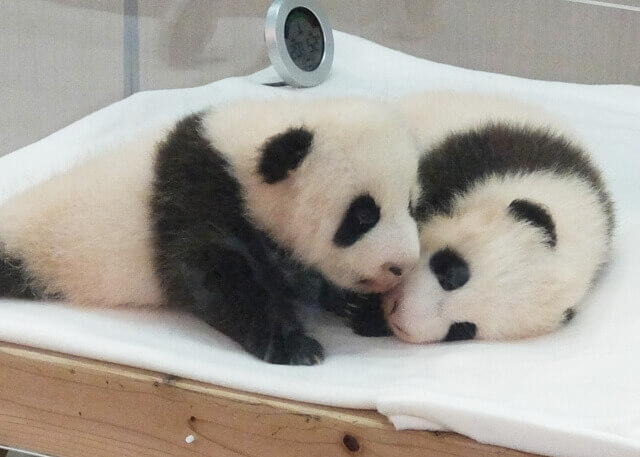 上野 パンダ 観覧 申し込み ジャイアントパンダ シャオシャオ レイレイ シンシン の観覧を3月25日から再開します 東京ズーネット Stg Origin Aegpresents Com