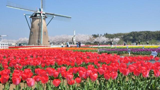 関東で日帰りドライブするなら穴場はどこ？春のおすすめスポットまとめ