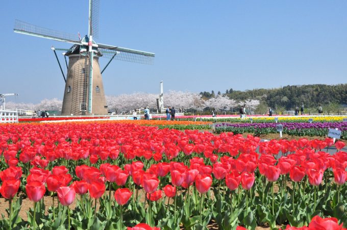 関東で日帰りドライブするなら穴場はどこ？春のおすすめスポットまとめ